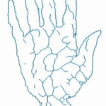 Schema eines Handvenenbildes; Quelle https://www.handvenenerkennung.com/